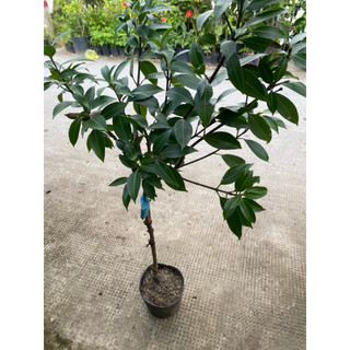 Cây Thanh Trà ngọt Năm Cập