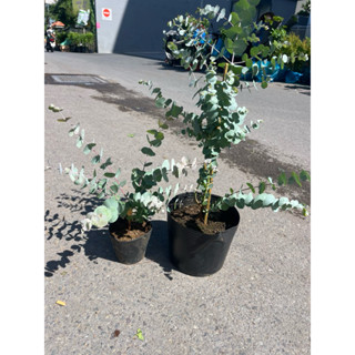  Cây Khuynh Diệp  Cây đô la lá bạc  dễ chăm sóc 