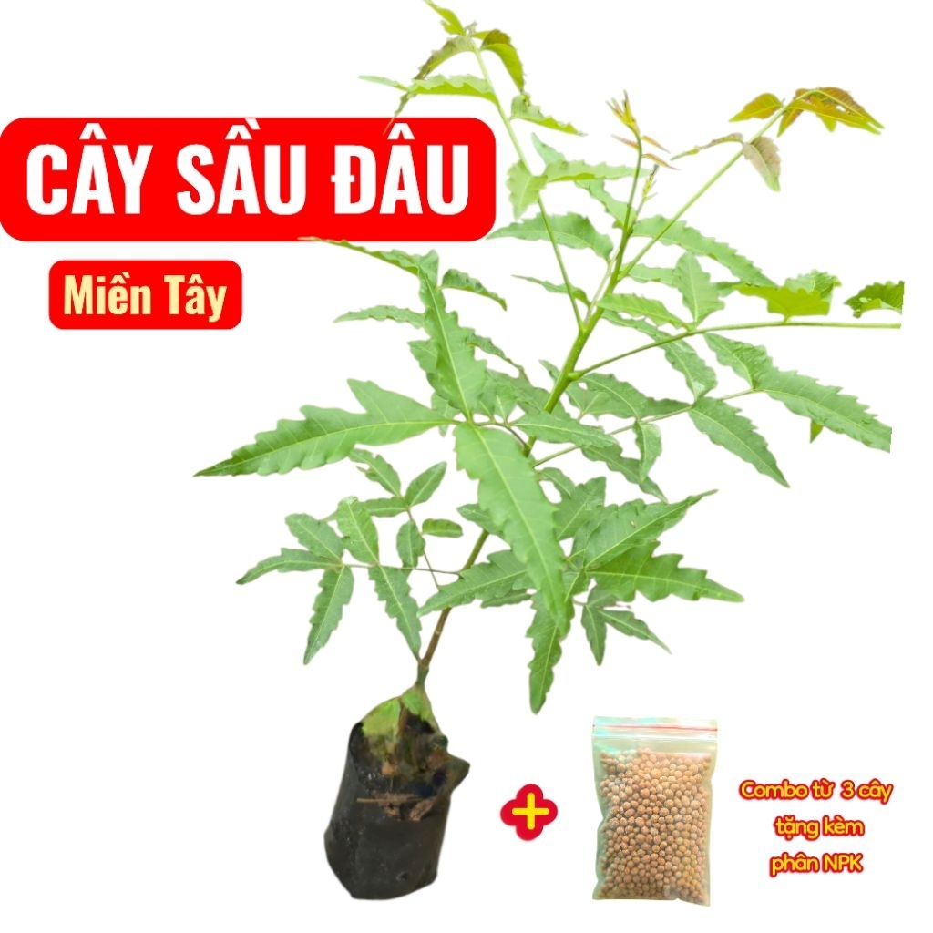 C.ây. Sầu Đâu ăn lá. trộn gỏi khô cá lóc. Loại bầu nhỏ mua 5 tặng 1 mua 10 tặng 2