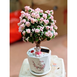 Chậu cây Sen đá đô la Hồng xinh xắn quà tặng decor trang trí độc đáo