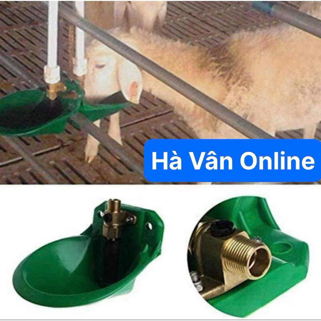 Máng uống nước tự động cho dê cừu