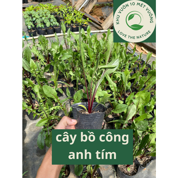 Combo 5 cây giống BỒ CÔNG ANH TÍM - cây dược liệu - bầu rễ ổn định - sử dụng thân lá rẽ hoa