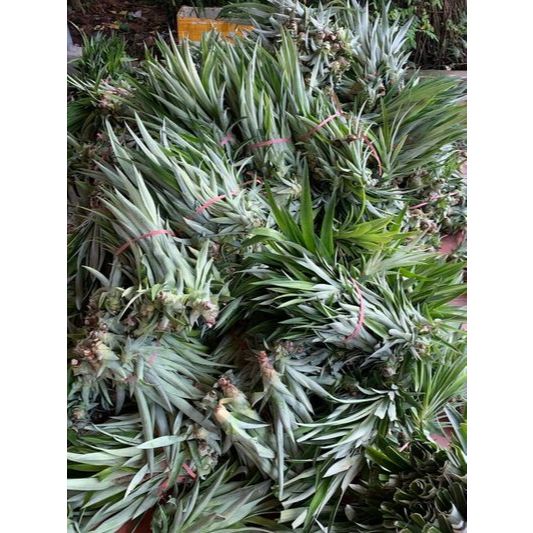 combo 20 cây dứa thơm mật MD2 KHÔNG GAI