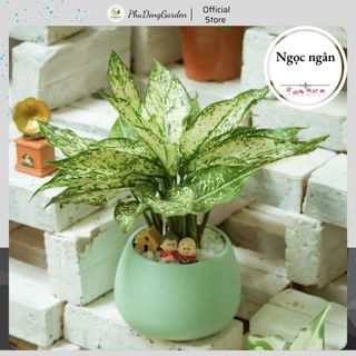 Cây Ngọc Ngân mini để bàn cao 20cm | Cây cảnh phong thủy, lọc không khí, mang lại may mắn, dễ chăm