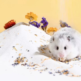  Cát Tắm Thạch Anh Không Mùi Cho Chuột Hamster – Giúp Làm Sạch Lông Hỗ Trợ Da Khỏe 