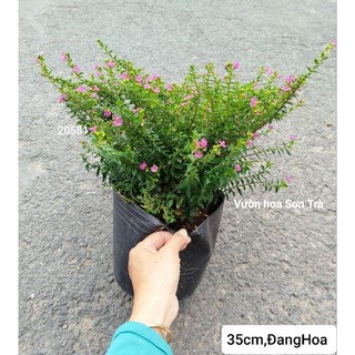 (VHST giao trong ngày) CÂY HOA CẨM TÚ MAI Thái.
