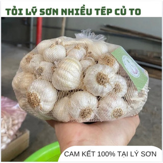 TỎI LÝ SƠN - LOẠI TO - Tỏi Mẹ Trồng Tại Đảo Lý Sơn