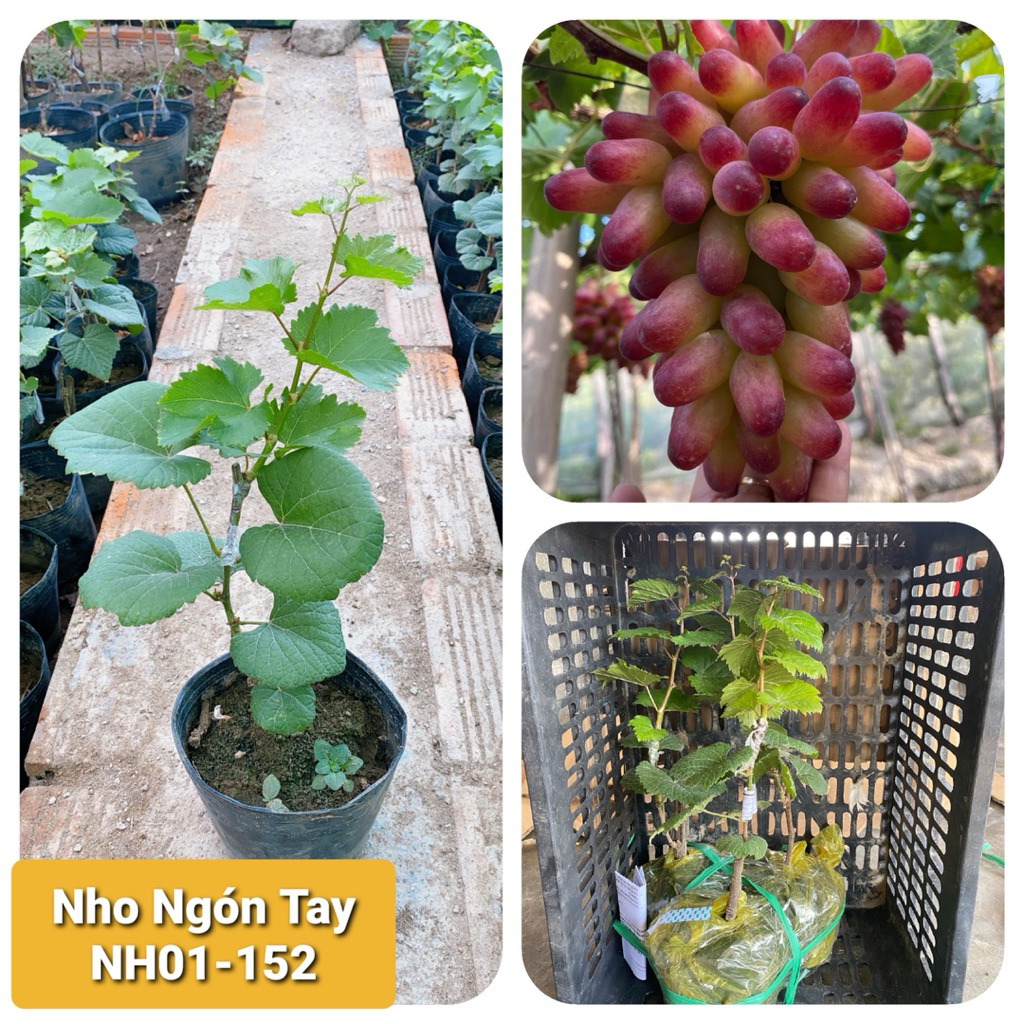 Cây Nho giống Ngón Tay Đỏ 152 . Trồng ngoài trời nắng . Trồng chậu . Thùng xốp . Sân thượng . Kênh video hướng dẫn.