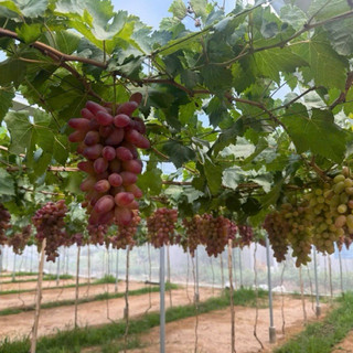 Cây Nho giống Ngón Tay Đỏ 152 . Trồng ngoài trời nắng . Trồng chậu . Thùng xốp . Sân thượng . Kênh video hướng dẫn.