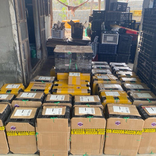 Cây Nho giống Ngón Tay Đỏ 152 . Trồng ngoài trời nắng . Trồng chậu . Thùng xốp . Sân thượng . Kênh video hướng dẫn.