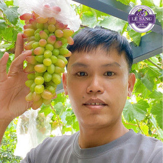 Cây Nho giống Ngón Tay Đỏ 152 . Trồng ngoài trời nắng . Trồng chậu . Thùng xốp . Sân thượng . Kênh video hướng dẫn.