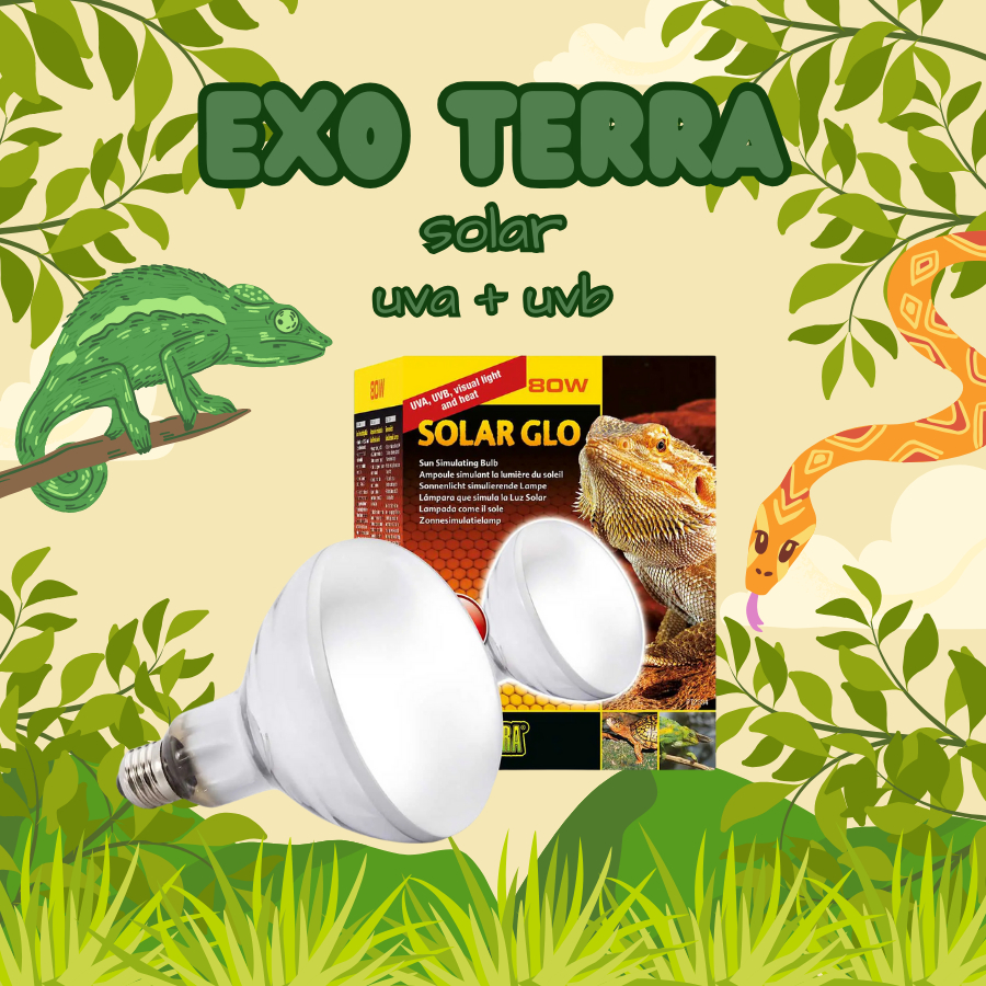 ĐÈN SOLAR DÀNH CHO BÒ SÁT THÚ CƯNG RỒNG NAM MỸ IGUANA RỒNG ÚC RÙA CẠN RÙA SULCATA