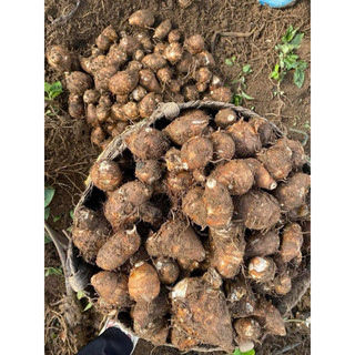 Sỉ 5Kg Khoai Sọ Tây Bắc Củ Nhỏ. Thơm ngon mềm dẻo.