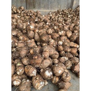 1kg Khoai sọ tây bắc , khoai sọ quả nhỏ thơm ngon, bở , bùi , dẻo .