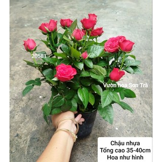 (VHST giao trong ngày) CÂY HOA HỒNG HÀ LAN ĐỎ ĐÔ đang hoa.
