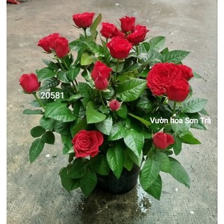 (VHST giao trong ngày) CÂY HOA HỒNG HÀ LAN ĐỎ ĐÔ đang hoa.
