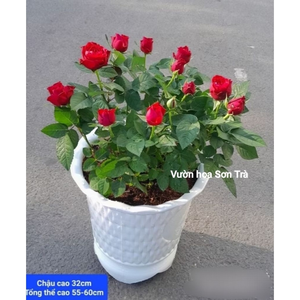 (VHST giao trong ngày) CÂY HOA HỒNG HÀ LAN ĐỎ ĐÔ đang hoa.