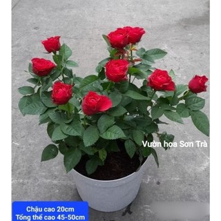 (VHST giao trong ngày) CÂY HOA HỒNG HÀ LAN ĐỎ ĐÔ đang hoa.