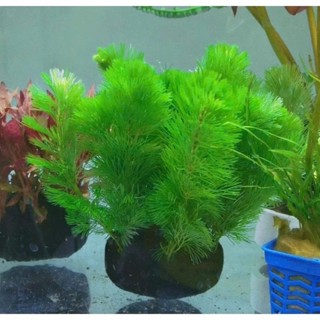   HÀ NỘI  Rong la hán xanh gắn sẵn giá thể - cây thủy sinh cắm giá thể cho bể cá cảnh bể thủy sinh 