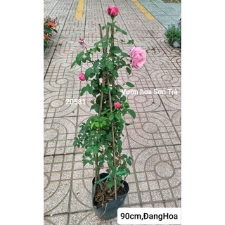 (VHST giao trong ngày) CÂY HỒNG LEO đang hoa. thơm.