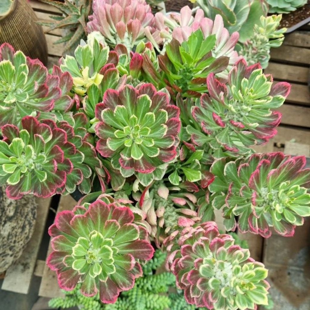 Sen đá Kỳ lân hồng