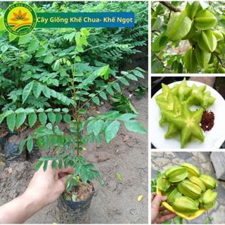 Cây giống khế ngọt trồng chậu siêu quả hàng chuẩn F1, năng suất cao, mọng nước