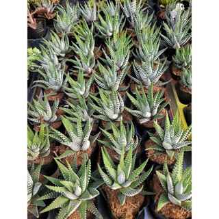 Sen đá móng rồng 7-8cm