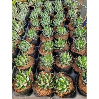 Sen đá móng rồng 7-8cm