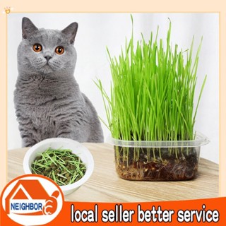  Bộ trồng cỏ mèo hỗ trợ tiêu búi lông trong ruột mèo thức ăn cho mèo,Cỏ mèo cho mèo cưng 