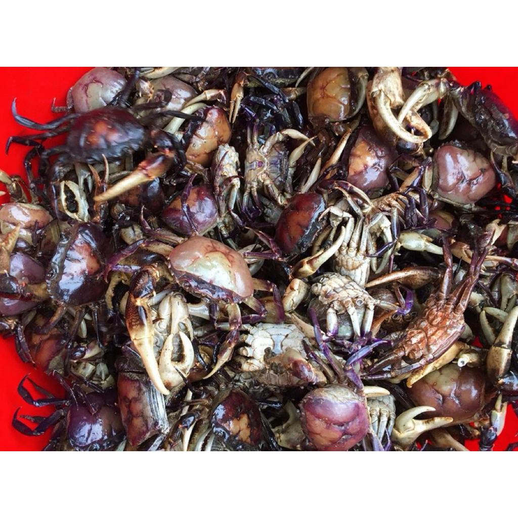 [Cua Sống.Giao Sáng] 500gr Cua Đồng [Giao HCM]