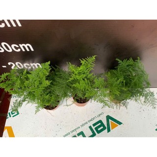 Chậu cây Kim Thủy Tùng bonsai mini để bàn