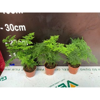 Chậu cây Kim Thủy Tùng bonsai mini để bàn