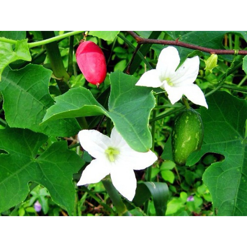 1kg dây lá bình bát dây tươi