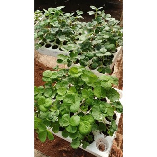 Combo 10 cây mô vỉ dâu🍓NHẬT SKY
