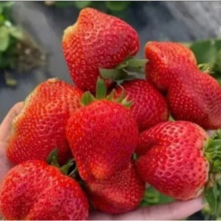Combo 10 cây mô vỉ dâu🍓NHẬT SKY