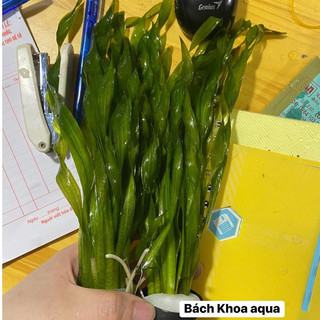 Hẹ xoắn thủy sinh