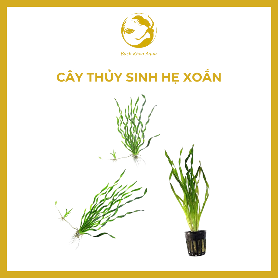 Hẹ xoắn thủy sinh