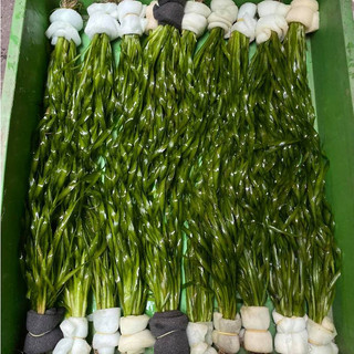 Hẹ xoắn thủy sinh
