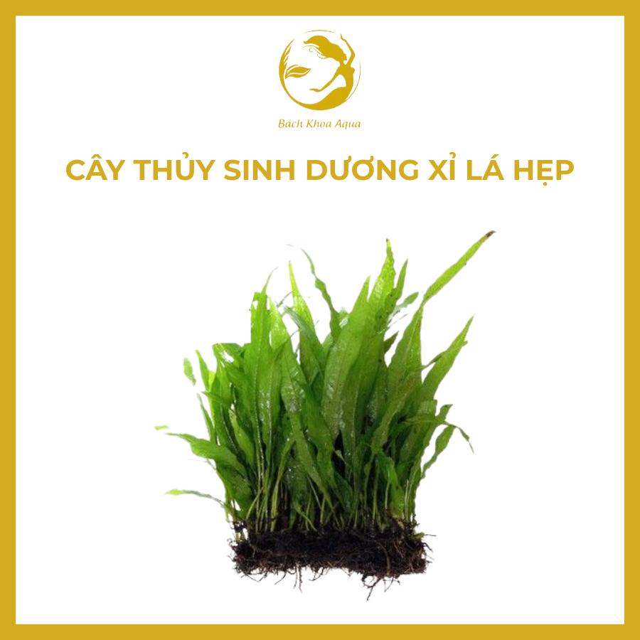 Dương Xỉ lá hẹp thủy sinh