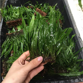 Dương Xỉ lá hẹp thủy sinh