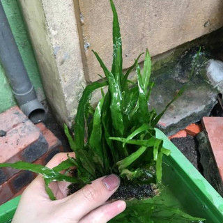 Dương Xỉ lá hẹp thủy sinh