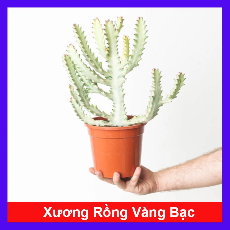 Chậu Cây Xương Rồng Vàng Bạc - Euphorbia Lactea - cây cảnh trong nhà