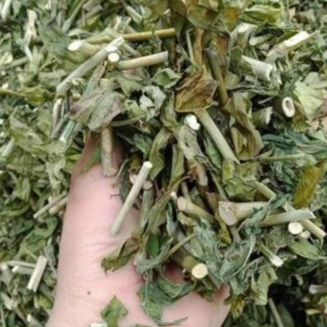 1kg cây xương khỉ (bìm bịp)