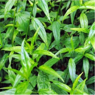 1kg cây xương khỉ (bìm bịp)