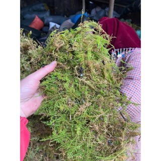 Rêu rừng khô (có sẵn) dùng để trang trí tiểu cảnh,chậu hoa giúp giữ ẩm bề mặt chậu trồng hoa lan,