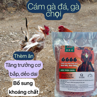 Cám gà đá, gà chọi, gà tre hàng chính hãng ANT 1kg