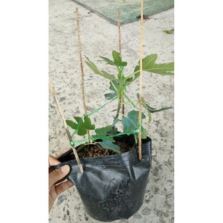 Chậu cây giống Sung Mỹ ( đang chưa trái )