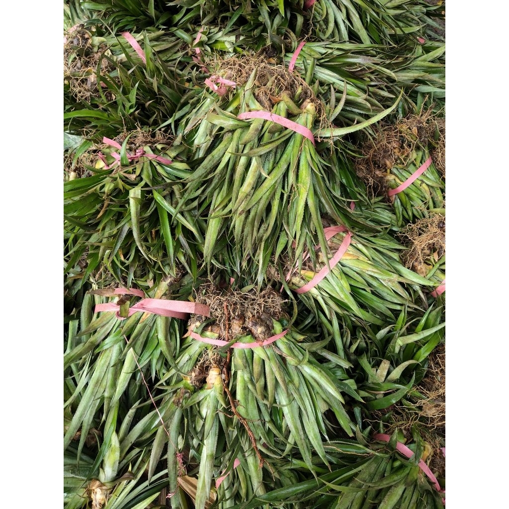 combo 11 cây giống khóm Queen cây giống khóm Cầu Đúc , cây giống khóm Tắc Cậu.