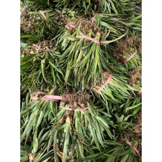 combo 11 cây giống khóm Queen cây giống khóm Cầu Đúc , cây giống khóm Tắc Cậu.