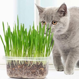 Bộ trồng ngâm hạt giống, gieo trồng, chăm sóc và thu hoạch cỏ mèo